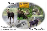 Moose in New Hampshire